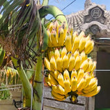 3 Banana Trees Live Plants, Bareroot Fruit Tree, 3-5 Inch Tall