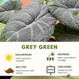 Grey Green Alocasia Live Plant, Rare Tropical Plant, 2-4 Inch Tall