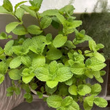Mint Live Plant, Indoor Outdoor Herb Plant, 2-3 Inch Tall