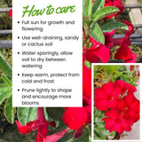 Red Desert Rose Plant Live, Home Garden Plant, 4-6 Inch Tall