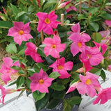 2 Mix Random Live Mandevilla Plants, Live Starter Plant, 4-8 Inch Tall