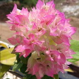 2 Double White Pink Bougainvillea Live Plants, 5-7 Inch Tall
