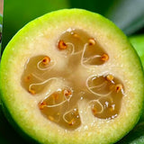 Pineapple Guava Tree Plant Live, Sweet Fruit Tree, 4-6 Inch Tall