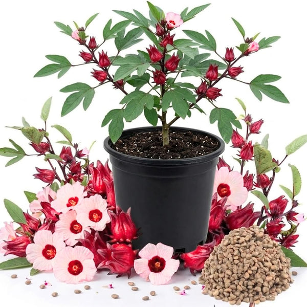 100 Roselle Live Seeds, Seeds for Home Garden