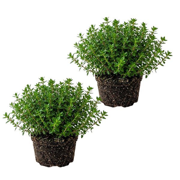 2 Thyme Live Plants, Outdoor Garden Plant, 4-6 Inch Tall