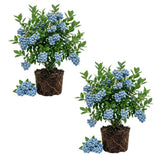 2 Biloxi Blueberry Plant Live, Blueberry Bushes Plant, 4-7 Inch Tall
