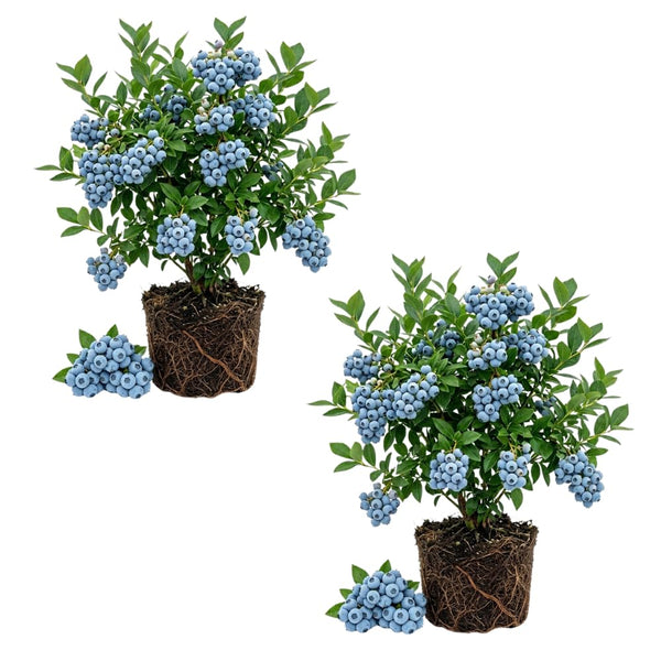 2 Biloxi Blueberry Plant Live, Blueberry Bushes Plant, 4-7 Inch Tall