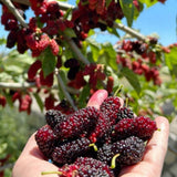 Illinois Everbearing Mulberry Fruit Plant Live 6-8 Inches Tall