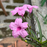 6 Dwarf Pink Mexican Petunia Live Plants, Live Starter Plant, 4-6 Inch Tall