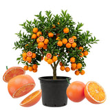 Orange Tree Live, Citrus Fruit Tree, 1 Ft Tall, 1 Gallon Pot