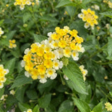 2 Bright Yellow Lantana Plants Live, Fragrant Flowers, 4-7 Inch Tall