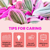 Pink Wandering Jew Live Plant, Desk Shelf Plant, 3-5 Inch Tall, 3 Inch Pot