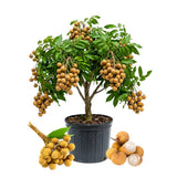 Longan Tree Plant Live, Well-Rooted Fruit Tree, 8-10 Inch Tall, 4 Inch Pot