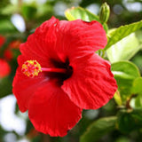 Red Hibiscus Live Plant, Indoor Outdoor Plant, 4-6 Inch Tall