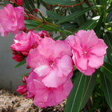 2 Pink Oleander Plants Live, Well-Rooted Starter Plant, 4-6 Inch Tall