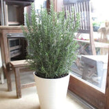 Upright Rosemary Live Plant, Outdoor Garden Herb Plant, 5-9 Inch Tall