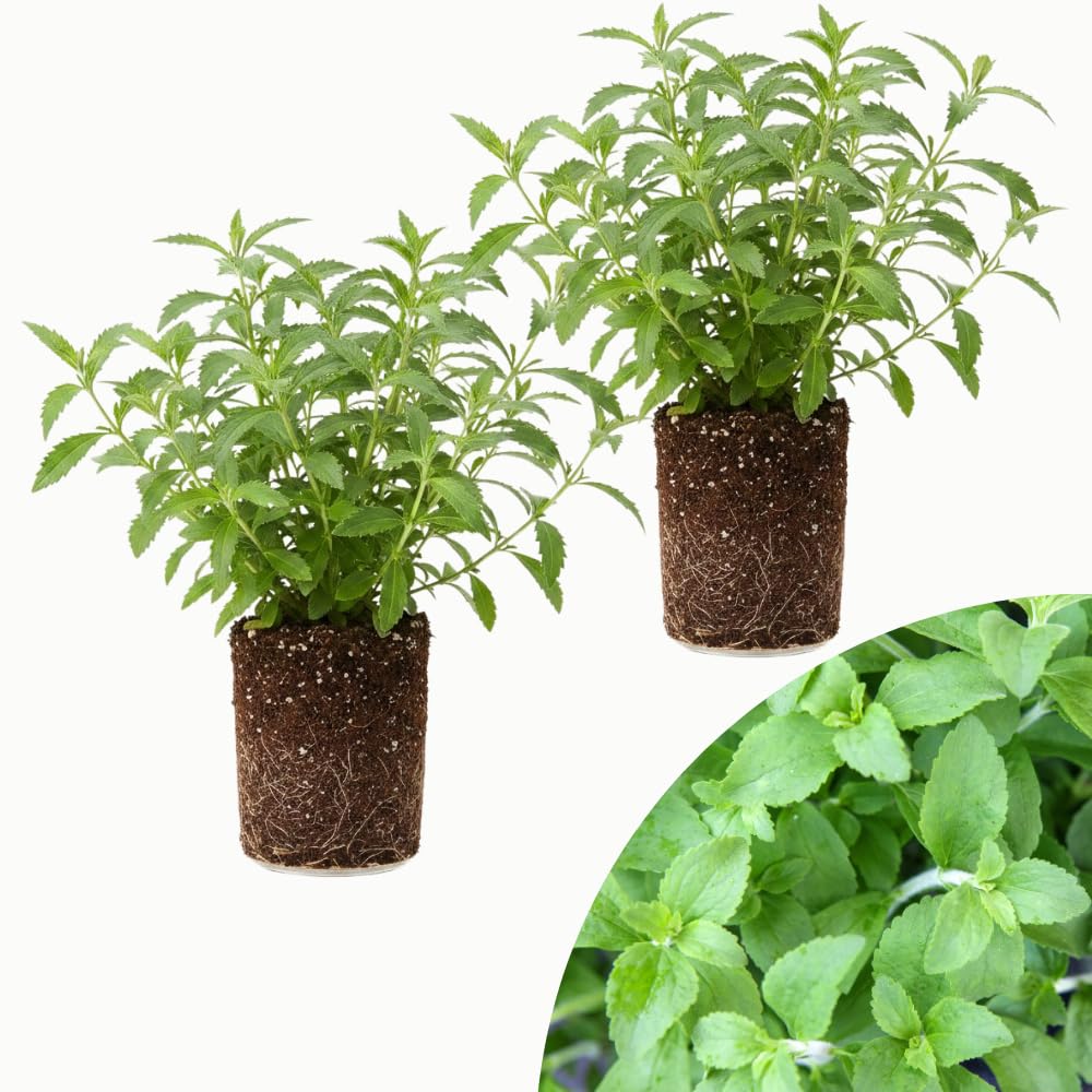 2 Live Stevia Plants, Outdoor Garden Plant, 4-6 Inch Tall