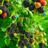 2 Chester BlackBerry Bushes Live Plants, Fruit Plant, 4-7 Inch Tall