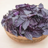 Purple Basil Live Plant, Starter Herb Plant, 3-5 Inch Tall, 3.5 Inch Pot