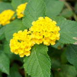 2 Bright Yellow Lantana Plants Live, Fragrant Flowers, 4-7 Inch Tall