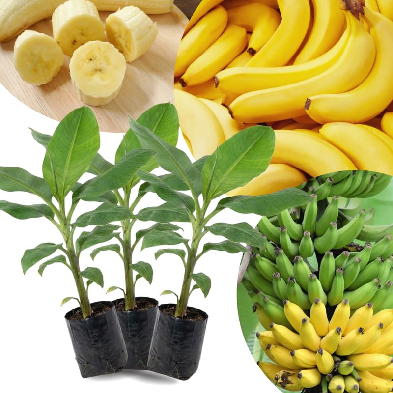 3 Banana Trees Plants Live, Fast Growing Tree, 3-5 Inch Tall