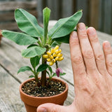 Tiny Banana Plant Live, Sweet Fruit Banana Tree 4-7 Inch Tall
