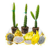 3 Random Dragon Fruit Plants Live, No Pot, 3-6 Inches Tall Tropical Cactus Live Plant, Sweet Edible Fruit for Outdoor Planting, Hardy and Well-Rooted