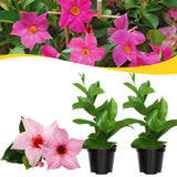 2 Pink Live Mandevilla Plants, Live Starter Plant, 4-8 Inch Tall