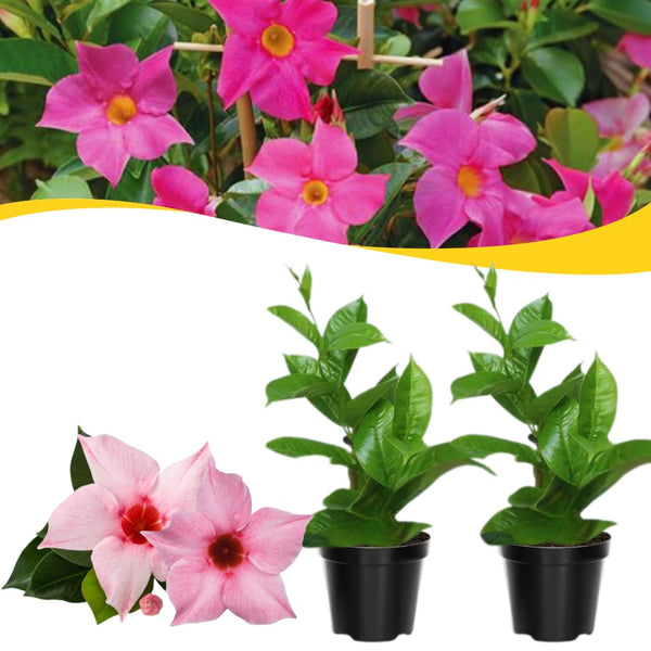 2 Pink Live Mandevilla Plants, Live Starter Plant, 4-8 Inch Tall