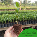 2 Bay Leaf Live Plants, Laurus Nobilis Plant, 4-6 Inch Tall