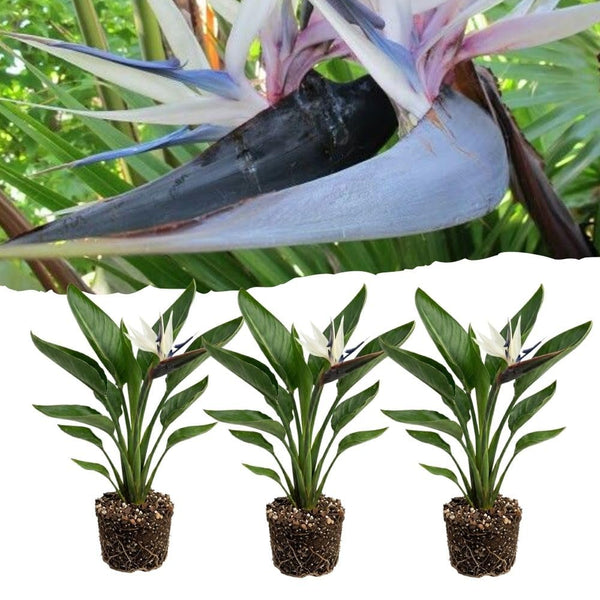 Set 3 White Bird of Paradise Live Plant 4-7 Inch Tall