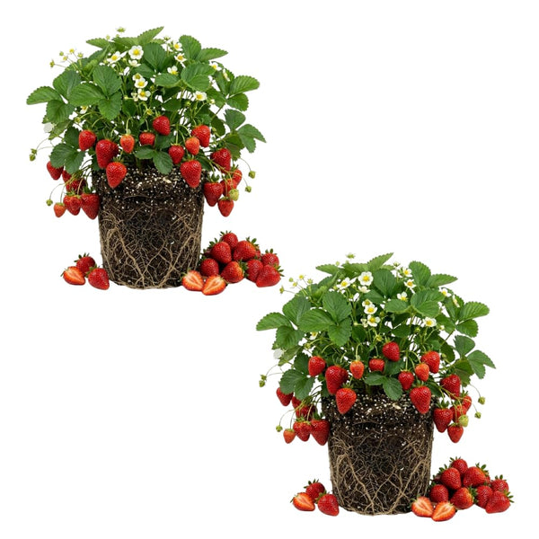 2 Sweet Strawberry Live Plants, Indoor Outdoor Plant, 4-6 Inch Tall