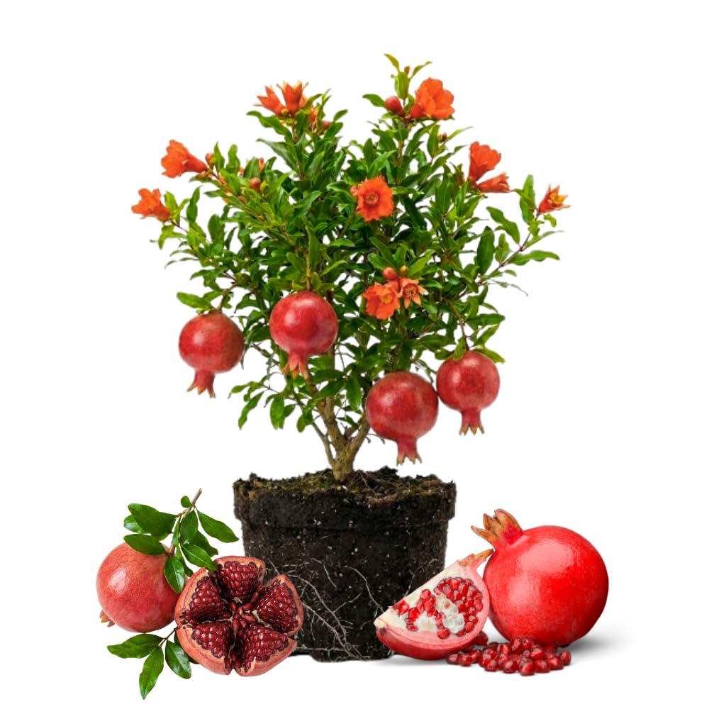 Sweet Pomegranate Tree Plant Live, Hardy Garden Plant, 4-6 Inch Tall