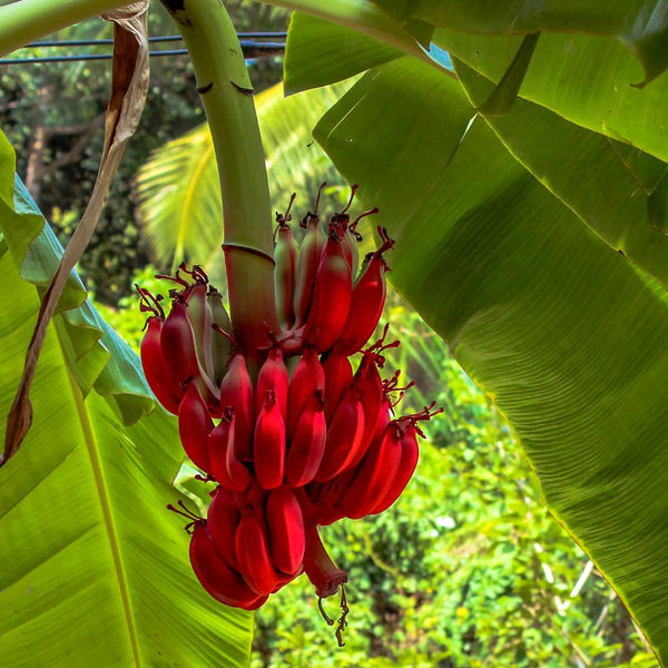 Red Banana Tree Live Plant, Home Garden Plant, 4-6 Inch Tall