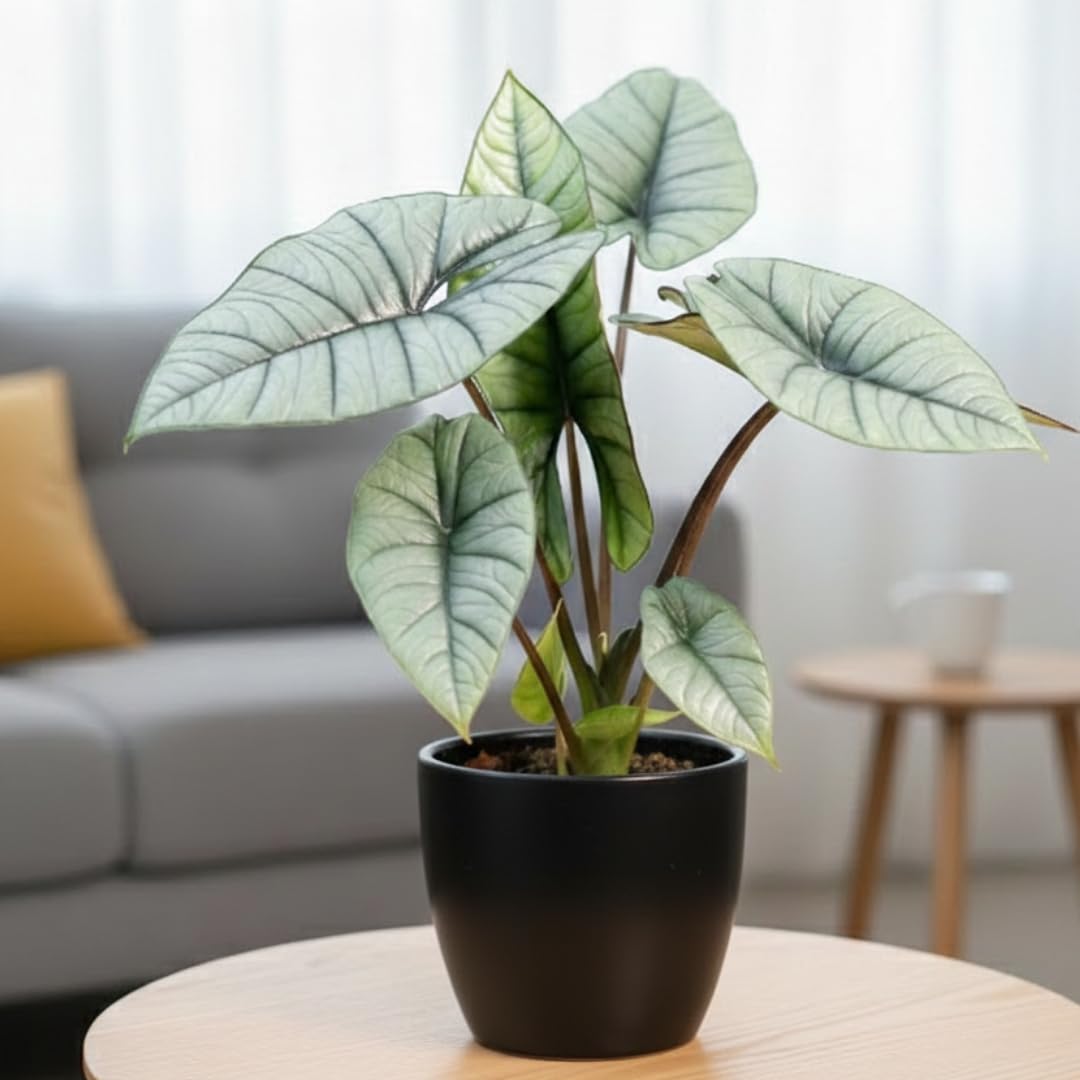 2 Silver Alocasia Live Plants, Hardy Garden Plant, 4-6 Inch Tall