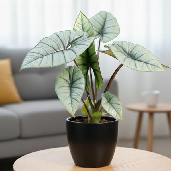 2 Silver Alocasia Live Plants, Hardy Garden Plant, 4-6 Inch Tall
