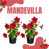 2 Red Live Live Mandevilla Plants, Live Starter Plant, 4-8 Inch Tall