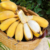 Sweet Banana Plant Live, Sweet Fruit Banana Tree 4-7 Inch Tall