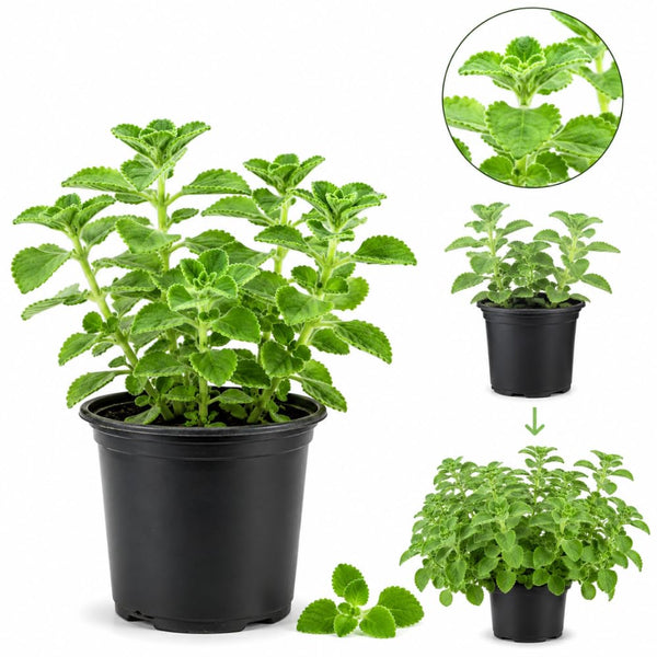 2 Green Cuban Oregano Herb Live Plants, 4 Inch Tall