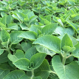3 Cuban Live Plants, Indoor Outdoor Plant, 4-5 Inch Tall