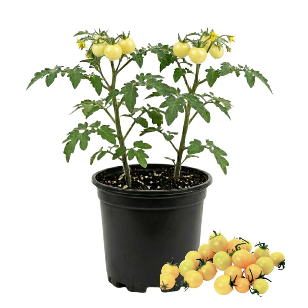 White Cherry Tomato Live Plant 4-7 Inch Tall, 4 Inch Pot