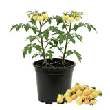 White Cherry Tomato Live Plant 4-7 Inch Tall, 4 Inch Pot