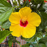 Set of 3 Red Yellow Hardy Hibiscus Live Plant, Hibiscus Plant, 4–6" Tall