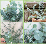 Silver Eucalyptus Tree Live Plant, Indoor Outdoor Tree, 3-6 Inch Tall