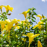 4 Golden Butterfly Allamanda Live Plants, Yellow Bloom Vine, 4-7 Inch Tall