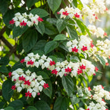 2 White Live Bleeding Heart Plants, Clerodendrum Plant, 4-6 Inch Tall