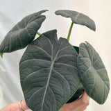 2 Grey Alocasia Live Plants, Hardy Garden Plant, 4-6 Inch Tall