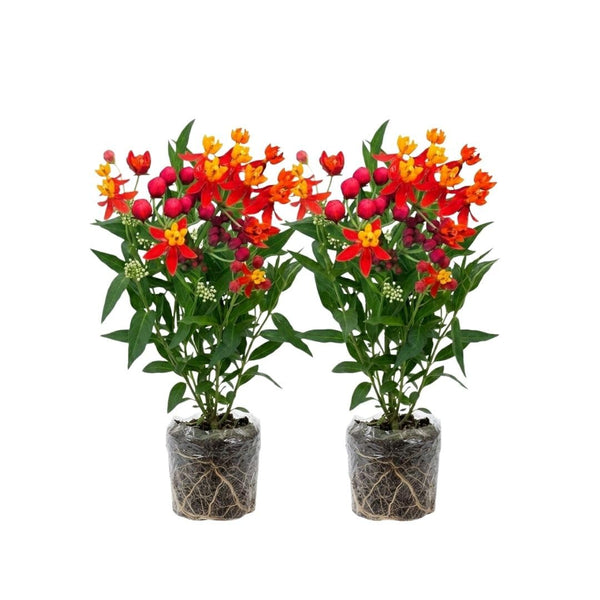 2 Yellow Red Milkweed Live Plants, Asclepias Tuberosa Plant 4–6" Tall