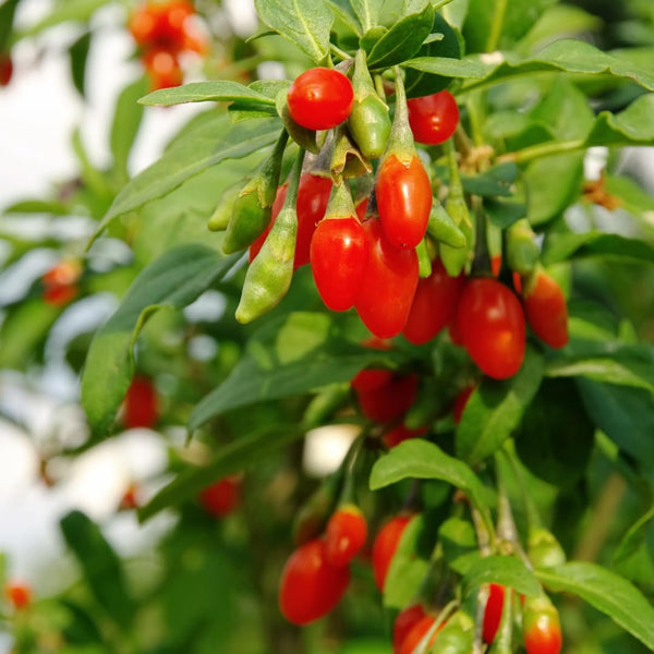 2 Red Goji Berry Plants Live, Garden Plant, 4-6 Inch Tall for Growing