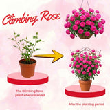 Climbing Rose Live Plant, Reblooming Rose Bush, 2-3 Inch Tall